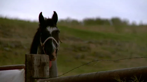 Wild Horses Видео 505206