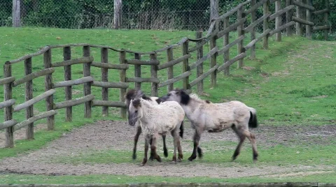 Wild horses Stock Footage 703598