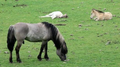 Wild horses Stock Footage 703808