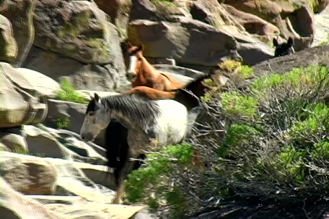 Wild Horses 库存影片 982484