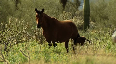 Wild Horses Video stock 11023362