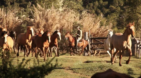 Wild horses Stock Footage 22667333