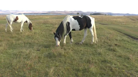 Wild horses Stock Footage 24280561