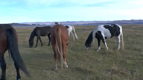 Wild horses Stock Footage 24280624
