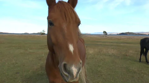 Wild horses Stock Footage 24280636
