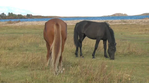 Wild horses Stock Footage 24280645