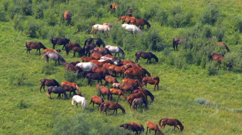 Wild Horses Stock Footage 30317849