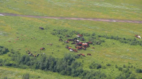 Wild Horses Stock Footage 30319946