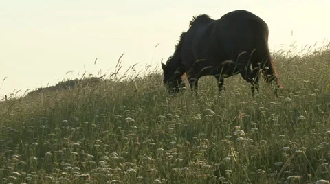 Wild Horses Stock Footage 31744586