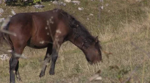 Wild Horses Stock-Footage 46969617