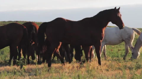 Wild Horses Stock Footage 50807264