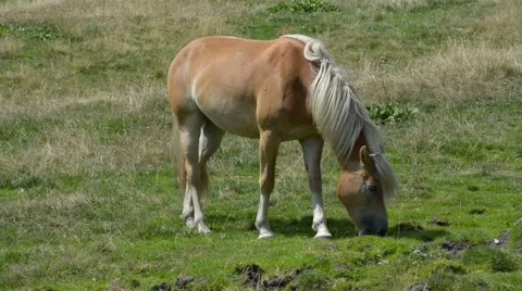 Wild Horses Stock Footage 53872343