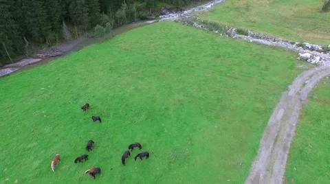 Wild Horses Stock Footage 58091848