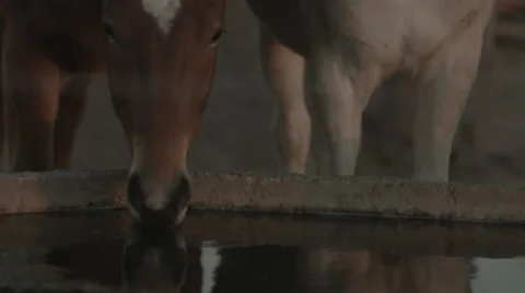 Wild horses  Stock Footage 64216787