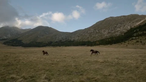 Wild Horses Stock Footage 75207201