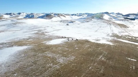 Wild horses Stock Footage 103313693