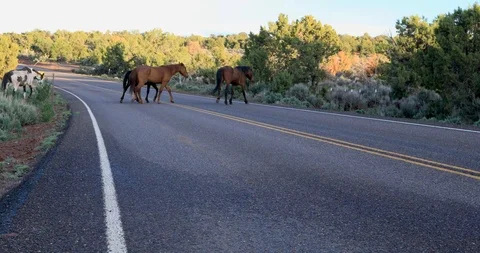 Wild Horses Stock Footage 106971430
