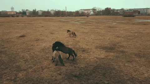 Wild horses Stock Footage 116884491