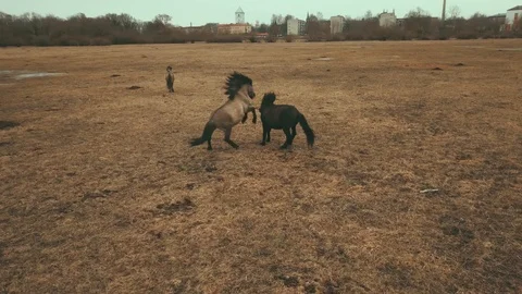 Wild Horses Stock Footage 116884626