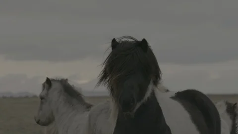 Wild Horses Stock Footage 127509105