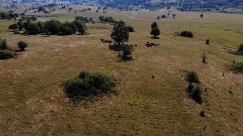 Wild horses Stock Footage 128895325