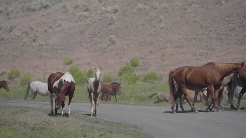 Wild Horses Stock Footage 141621528