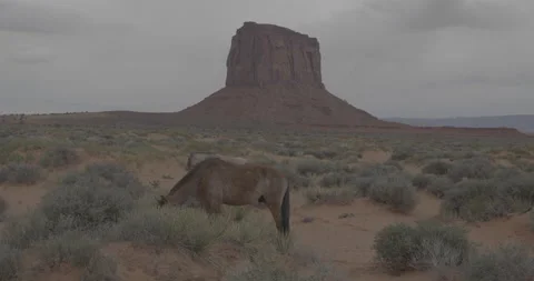 Wild Horses Stock Footage 168214205