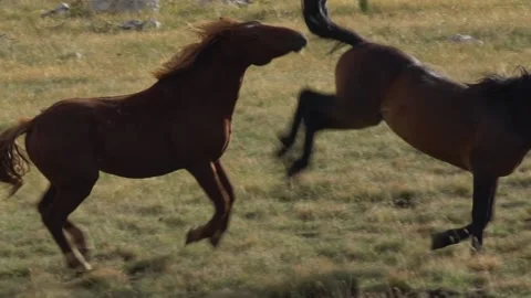Wild Horses Stockbeeldmateriaal 168987254