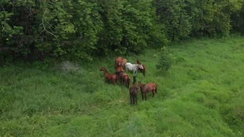 Wild horses 動画素材 229744968