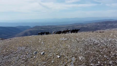 Wild horses Stockbeeldmateriaal 237399173