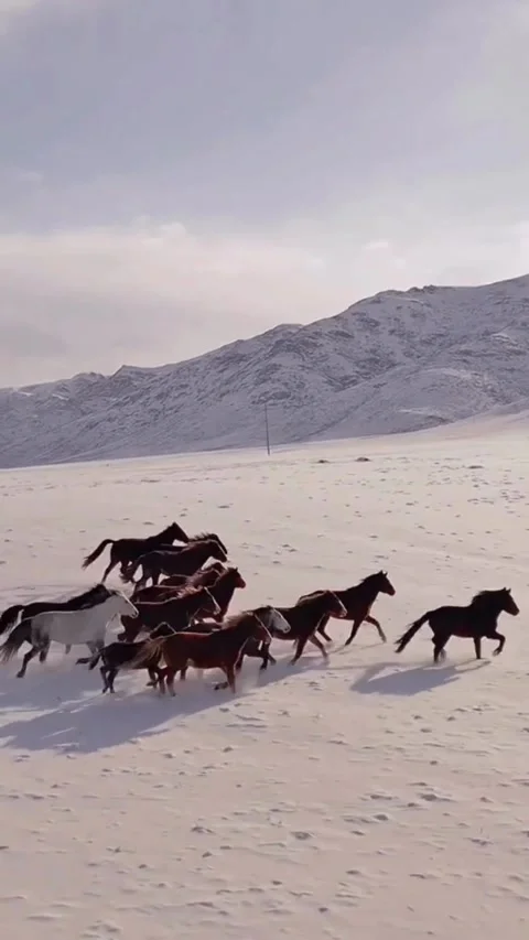 Wild Horses Vídeo Stock 272319450