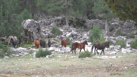 Wild horses in the forest Stock Footage 109483291