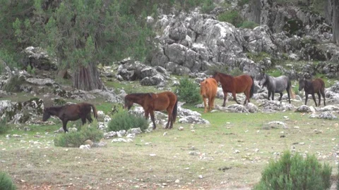 Wild horses in the forest Stock Footage 109483304