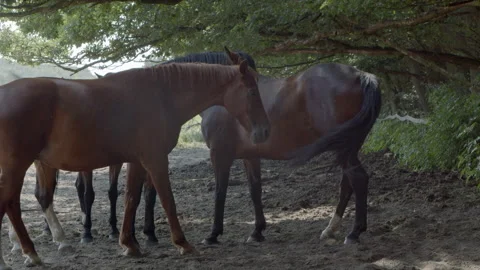 Wild Horses in a forest Stock Footage