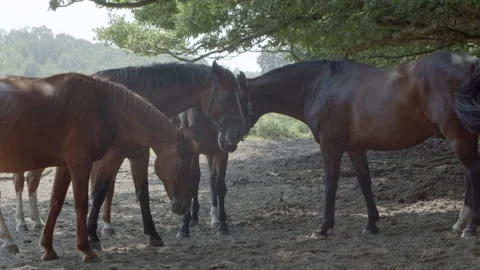 Wild Horses in a forest Stock Footage 159861777