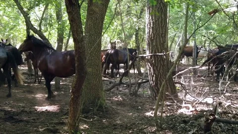 Wild horses in the forest Stock Footage 202205550