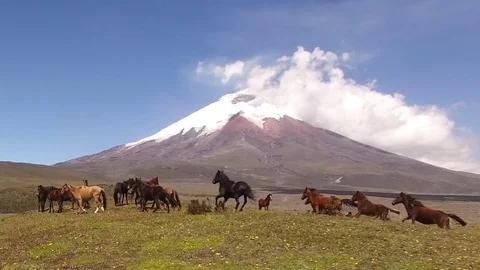 Wild Horses in Front of Cotopaxi Volcano Stock Footage 77753345