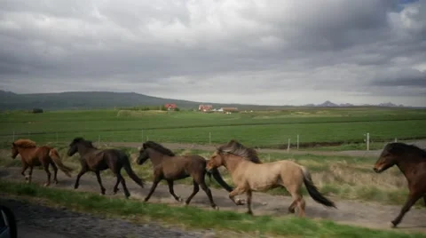 Wild Horses Gallop Down Path in Iceland Countryside Stock Footage 65997923