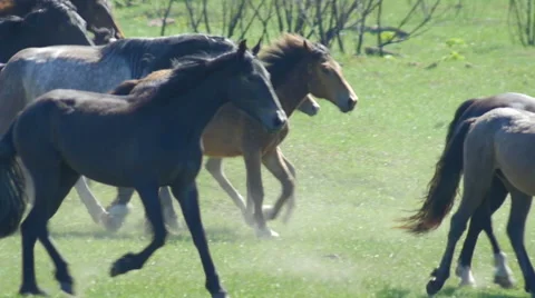 Wild horses galloping a motion Slow Stock Footage 50457261