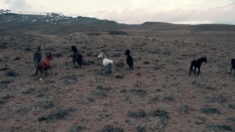 WILD HORSES GALLOPING ON THE MOUNTAIN AT SUNSET, AERIAL VIEW Stock Footage 263927612