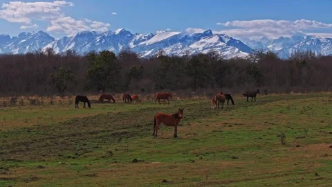 Wild Horses Galloping on Spring Hills with Snowy Peaks Stock Footage 306669233
