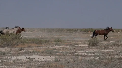 Wild horses galloping through the desert. Stock Footage 96738810