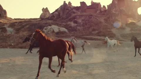 Wild horses galloping through dusty desert in Cappadocia . Stock Footage 262559629