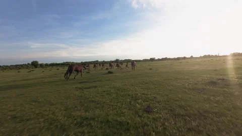 Wild horses galloping through green fields at sunset. Stock Footage 335353886