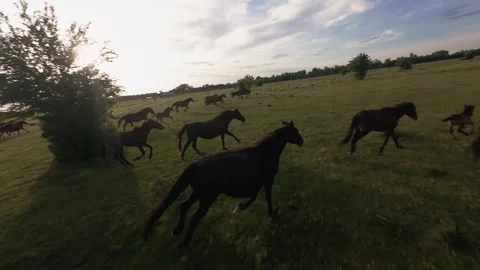 Wild horses galloping through green fields at sunset. Stock Footage 335353907