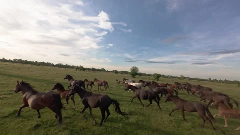 Wild horses galloping through green fields at sunset. Stock Footage 335353940