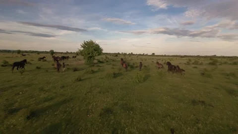 Wild horses galloping through green fields at sunset. Stock Footage 335353996