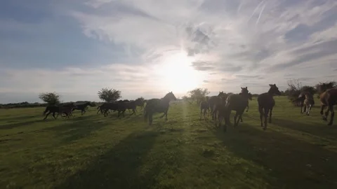 Wild horses galloping through green fields at sunset. Stock Footage 335354048