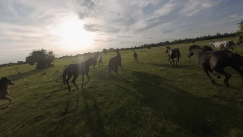 Wild horses galloping through green fields at sunset. Stock Footage 335354077