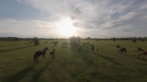 Wild horses galloping through green fields at sunset. Stock Footage 335354178